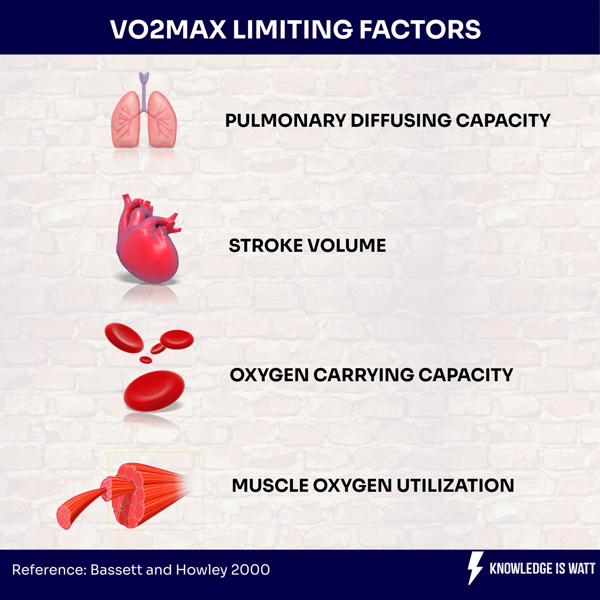 VO2 MAX LIMITING FACTORS 0